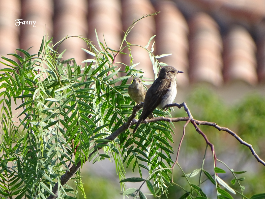 F et Gobem Signé DSC06031.jpg