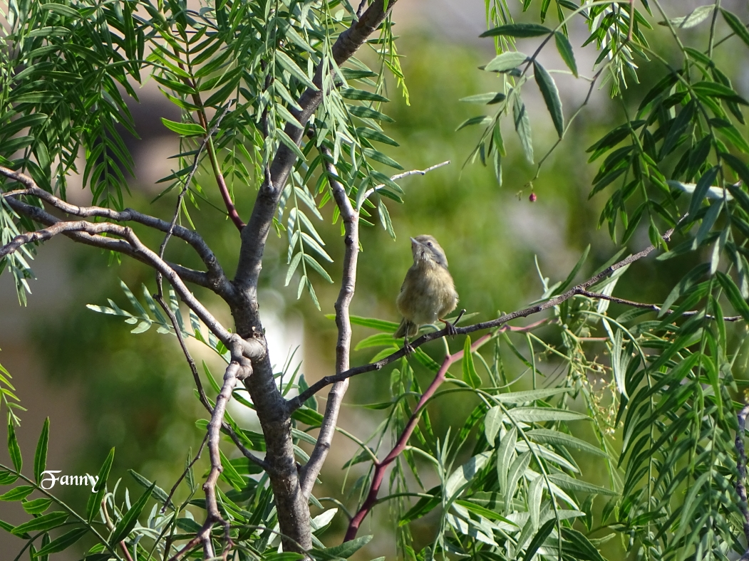 F signée DSC06030.jpg