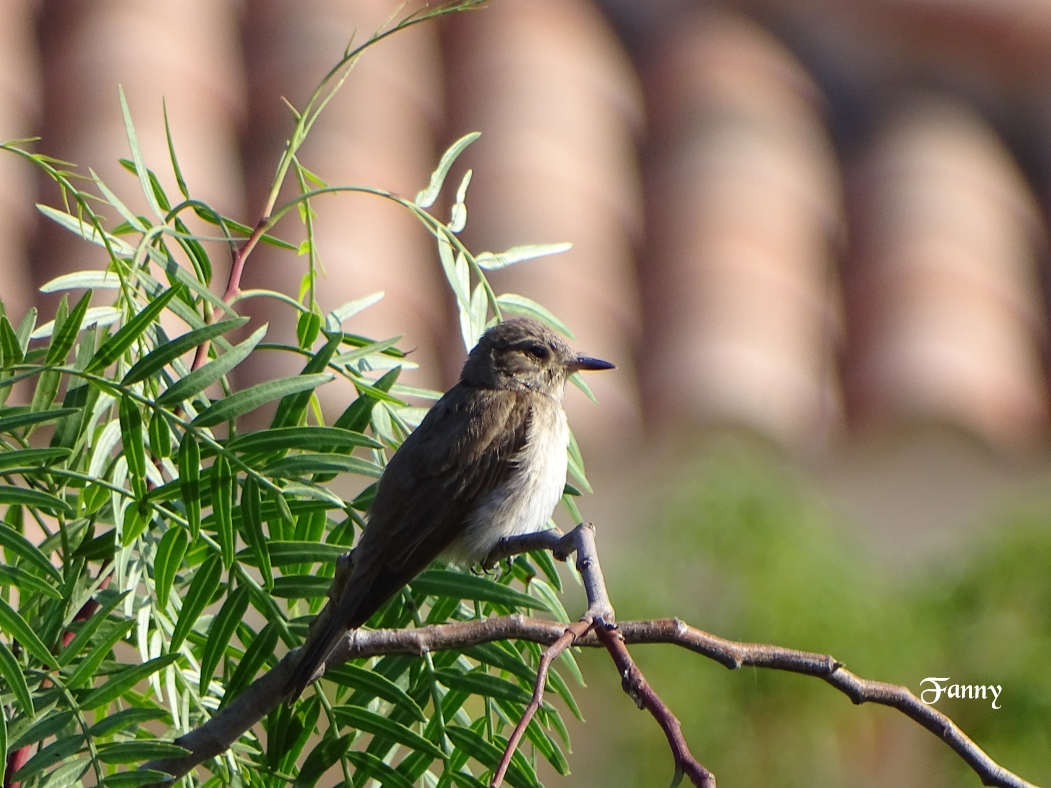 Gobemouche gris signé DSC06024.jpg