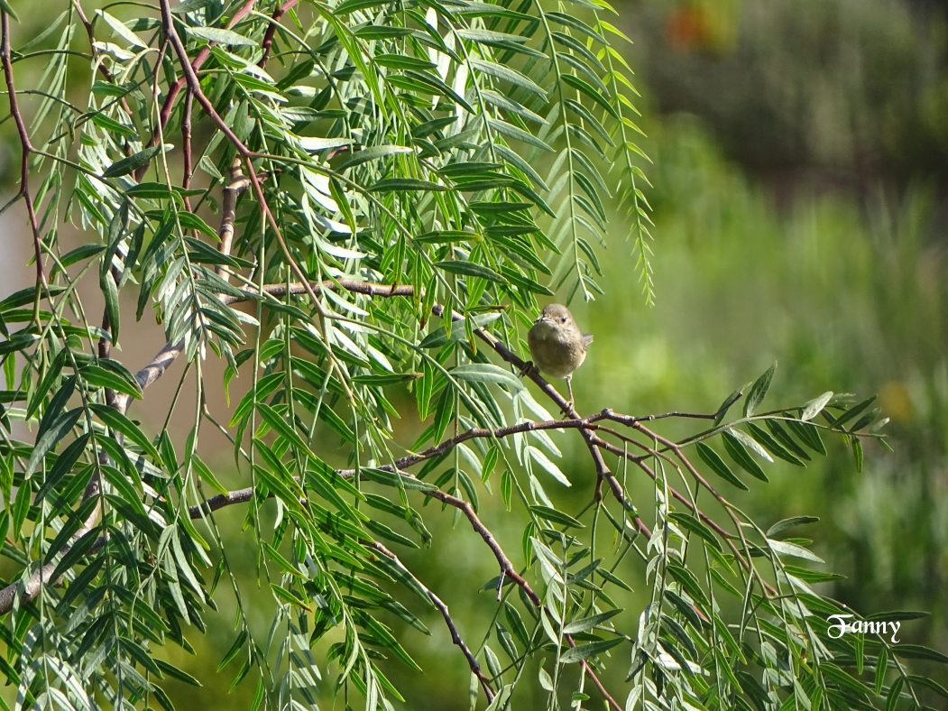 Signée Fauvette DSC06027.jpg