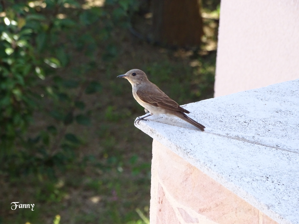 Signé Gobemouche DSC06035.jpg