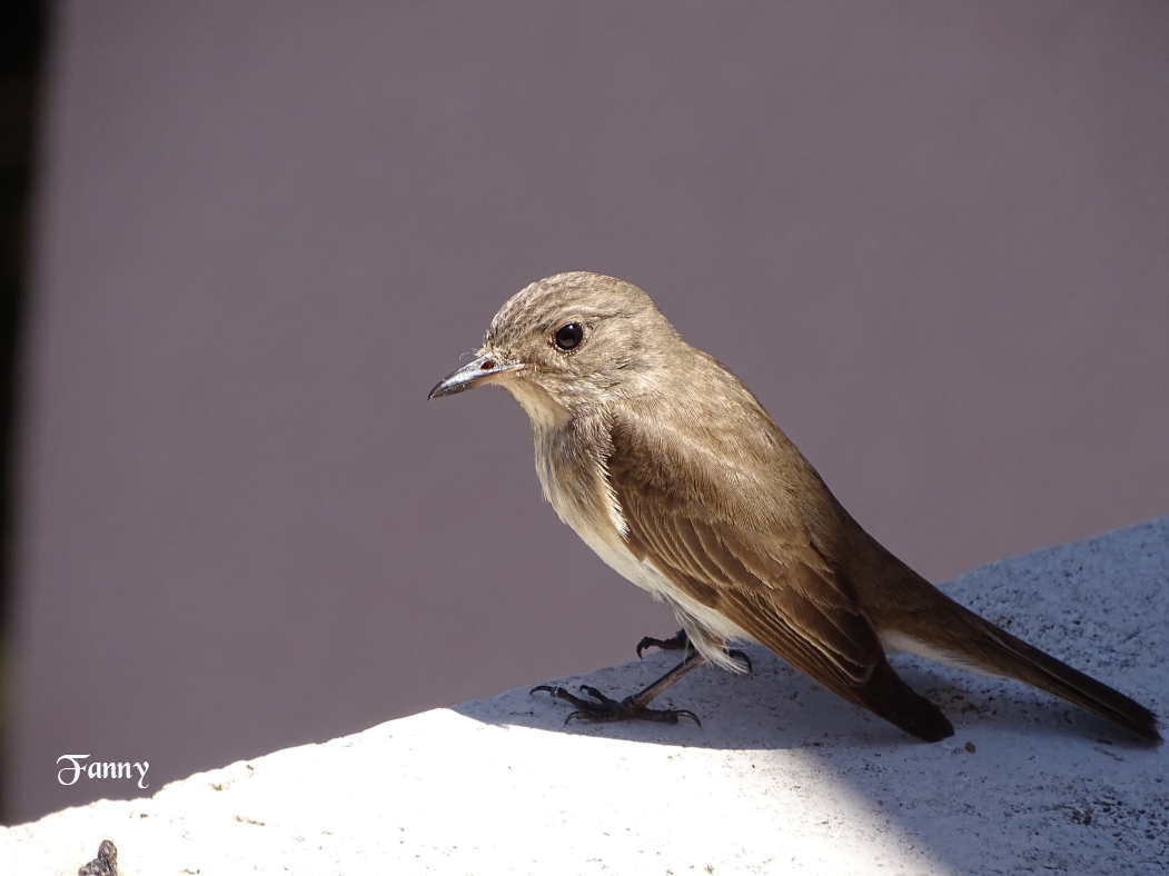 Gobemouche gris signé DSC06055.jpg