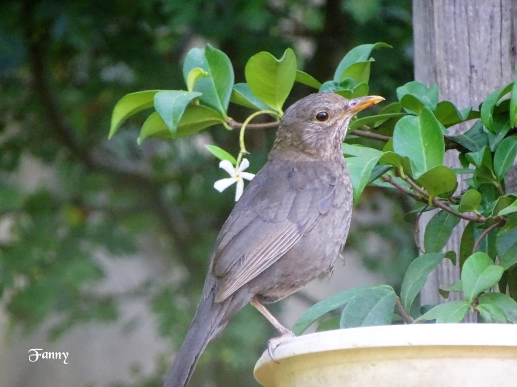 Merlette signée DSC06067.jpg