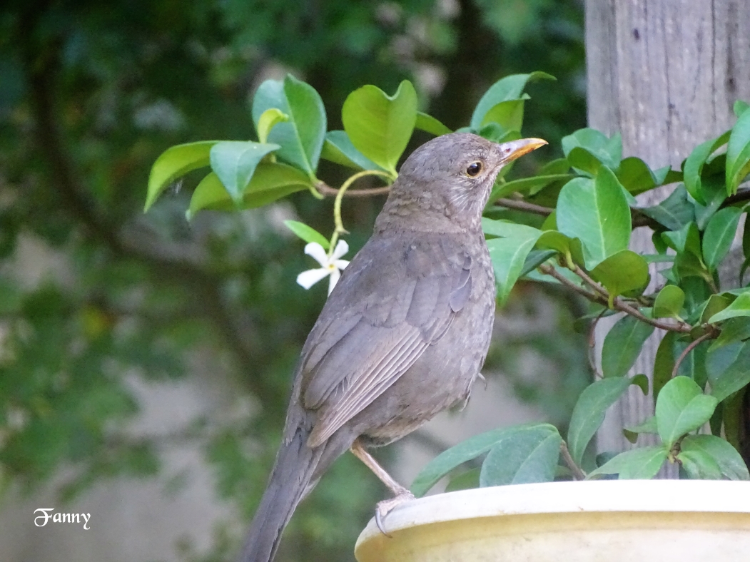 M SignéeDSC06068.jpg