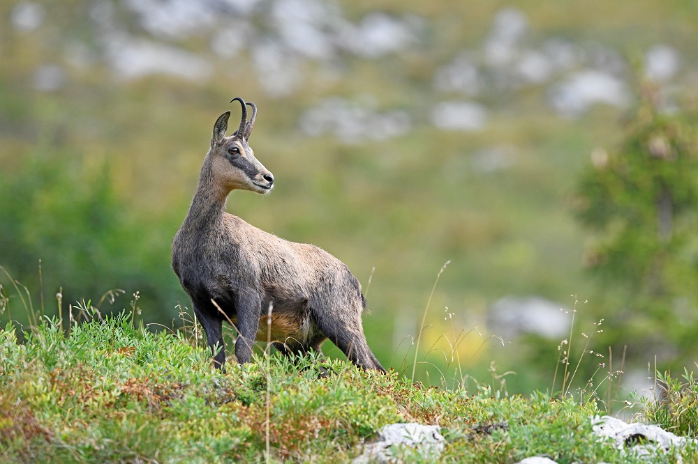_DSC2445 - Copie.jpg
