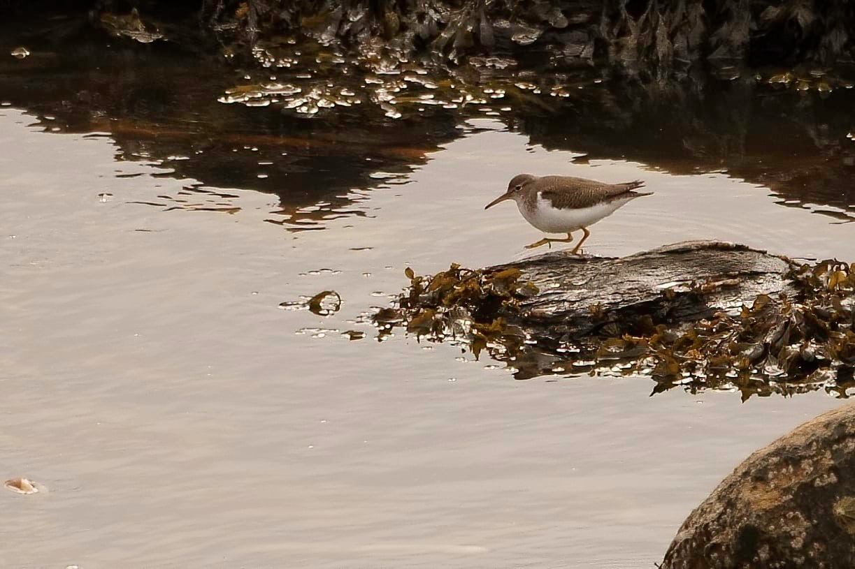 chevalier grivelé (Actitis macularius)Porz Doun_Ouessant_11 octobre 2020_02.jpg