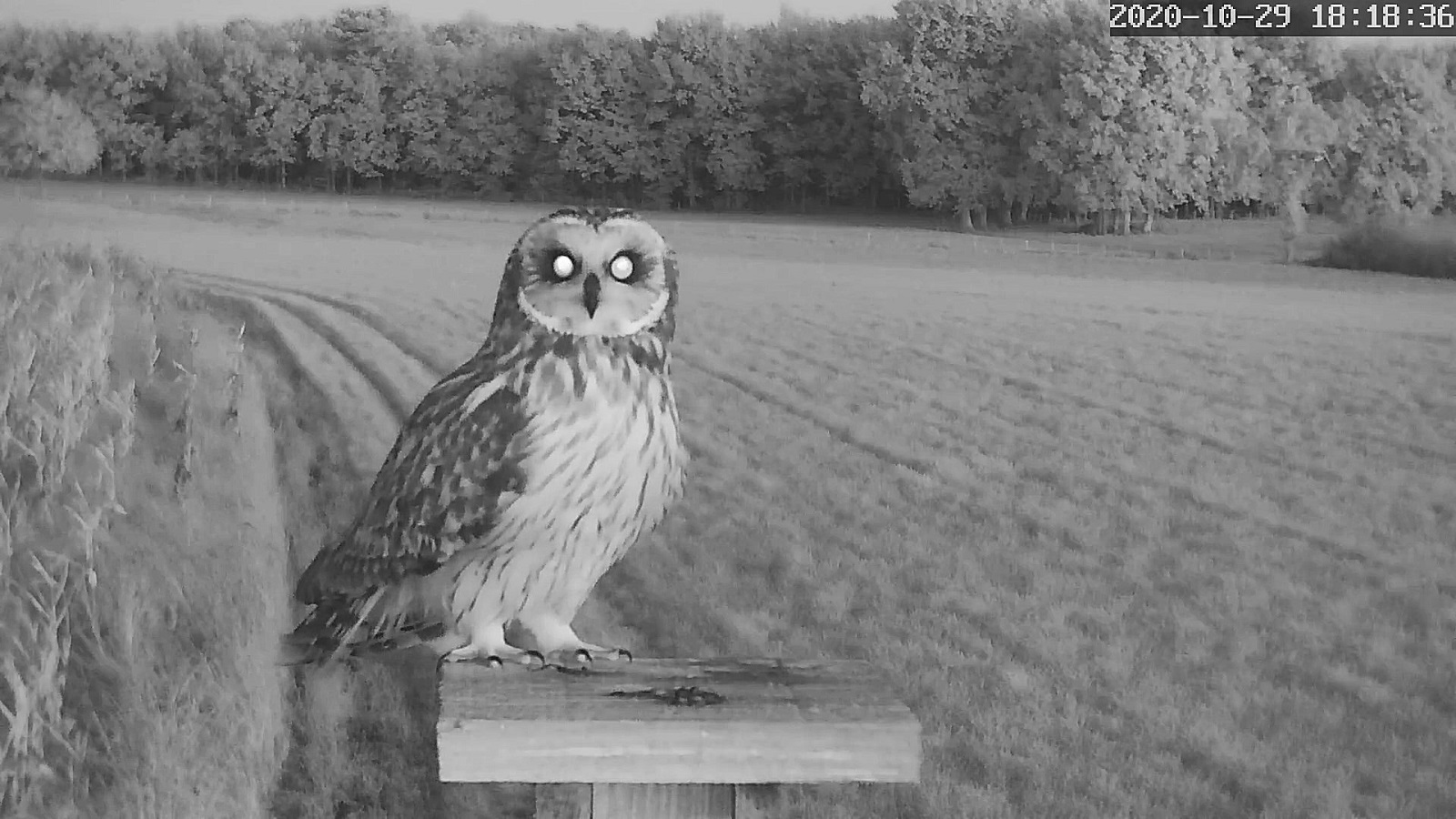 hibou des marais 29 10 2020ar.jpg