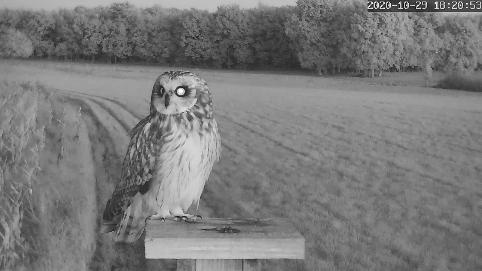 hibou des marais 29 10 2020br.jpg
