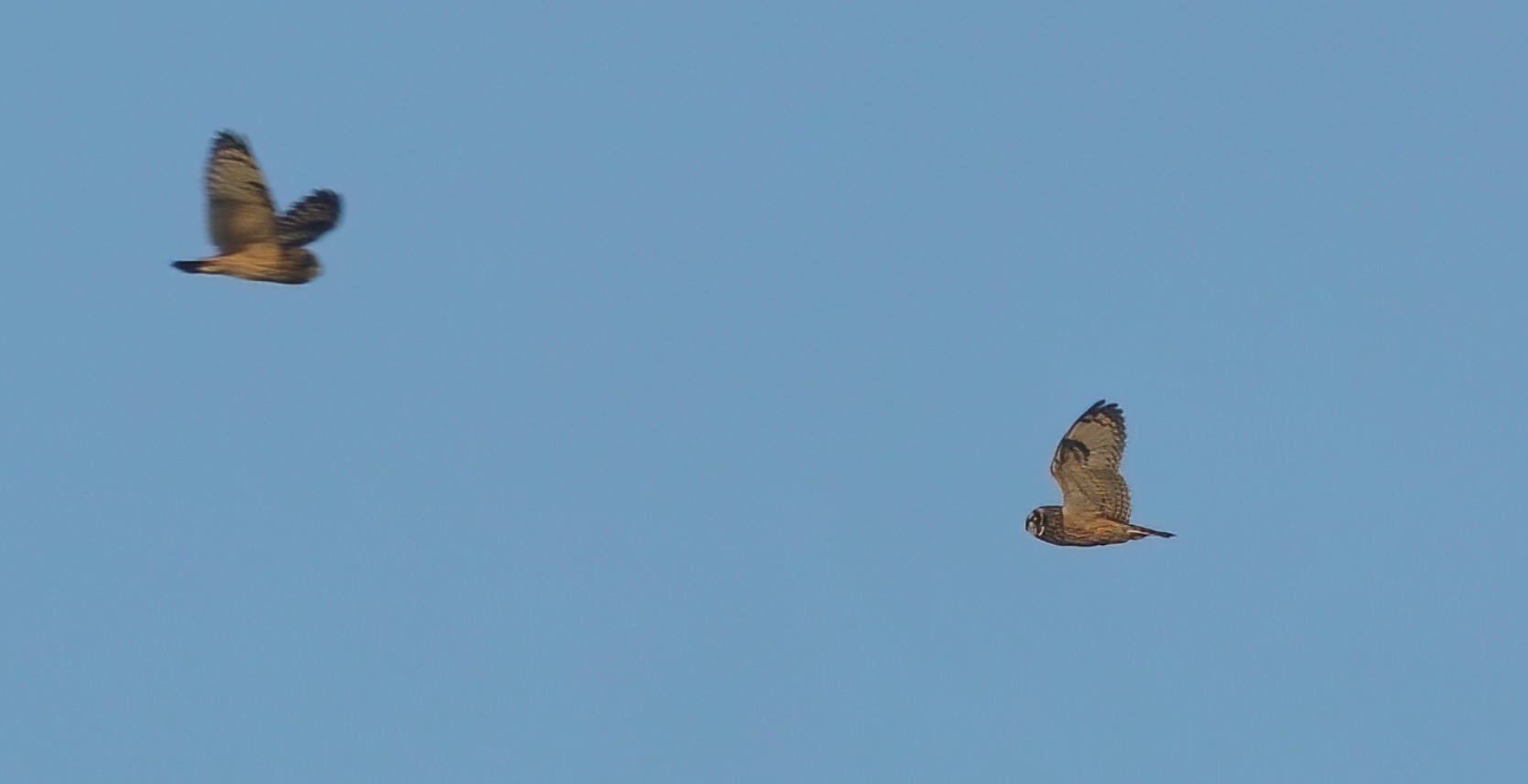 hibou_des_marais_ouessant_22oct2020.jpg