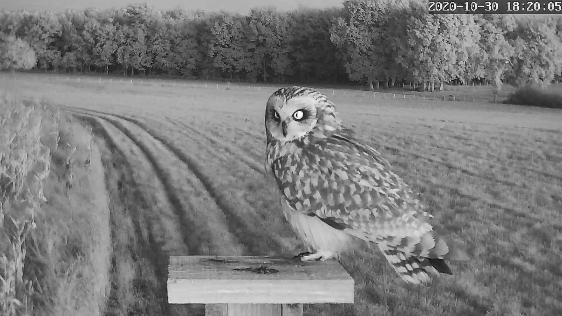 hibou des marais 30 10 2020a.jpg