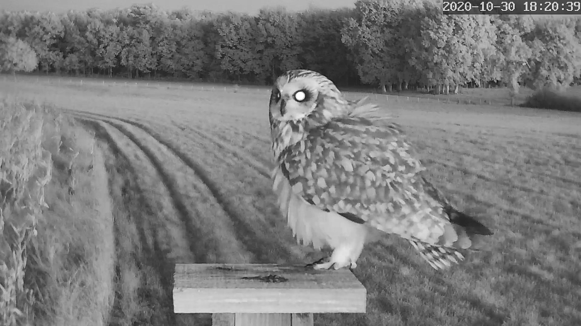 hibou des marais 30 10 2020b.jpg