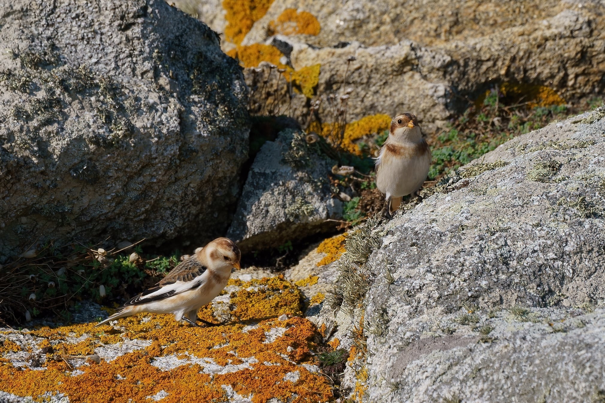 bruantq_des_neiges_ouessant_14oct2020.jpg