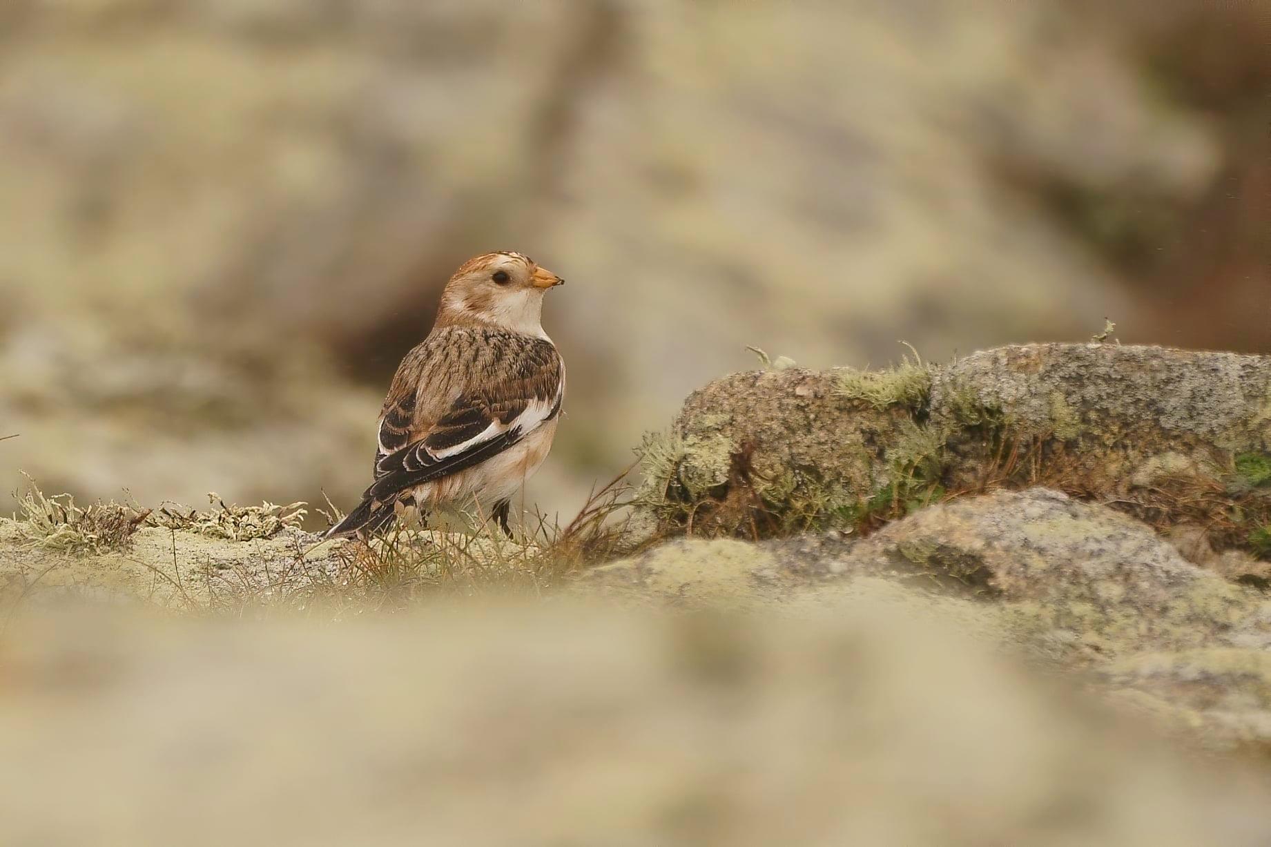 bruant_des_neiges_ouessant_12oct2020_02.jpg