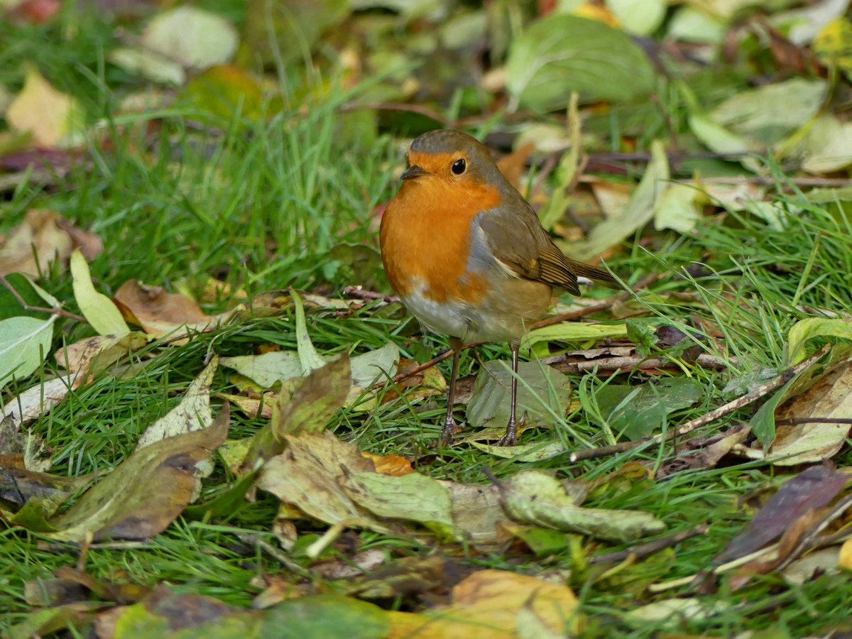 05.11.2020Lumix FZ200.jpg_21.jpg