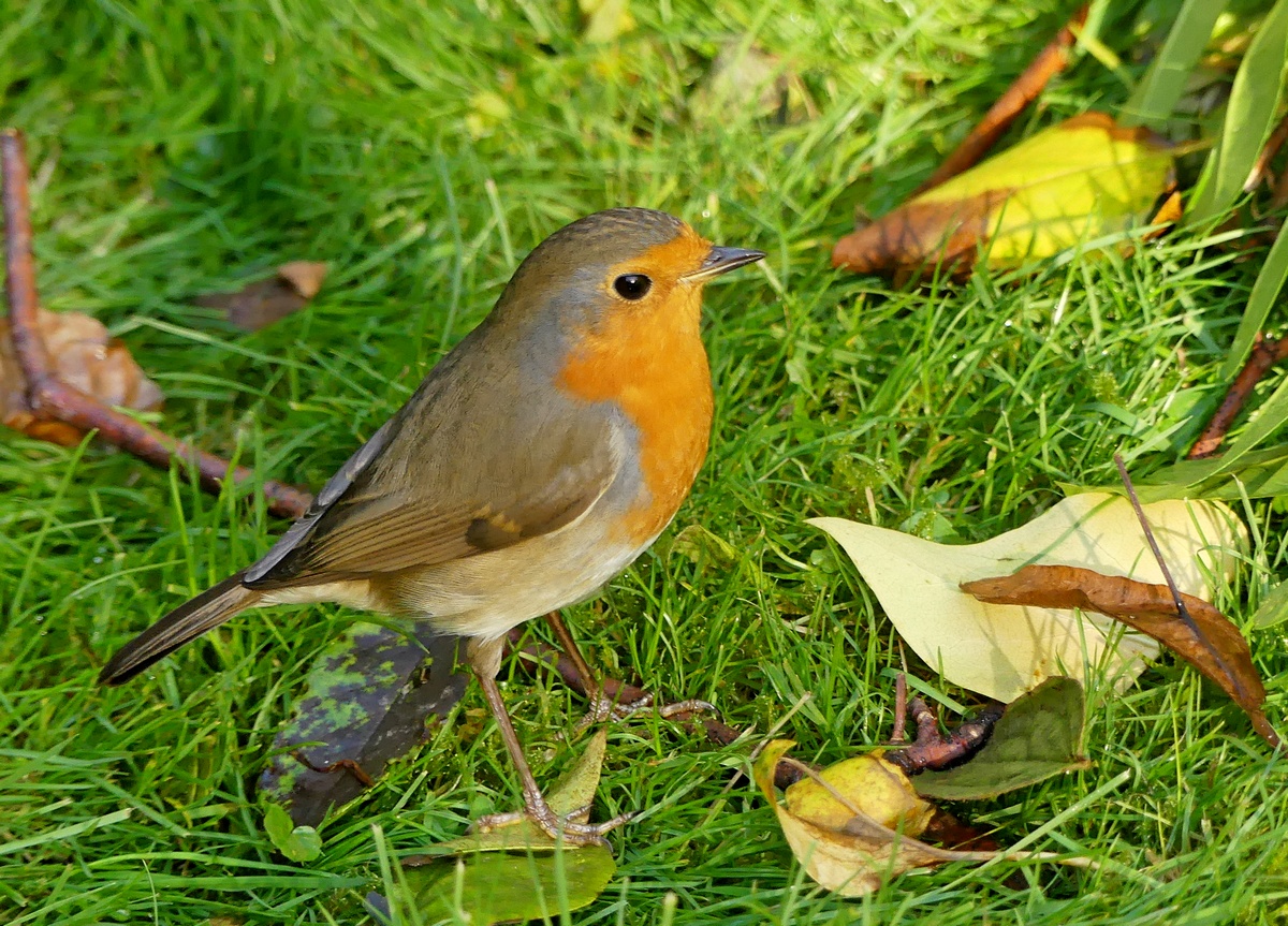 05.11.2020Lumix FZ200.jpg_27.jpg