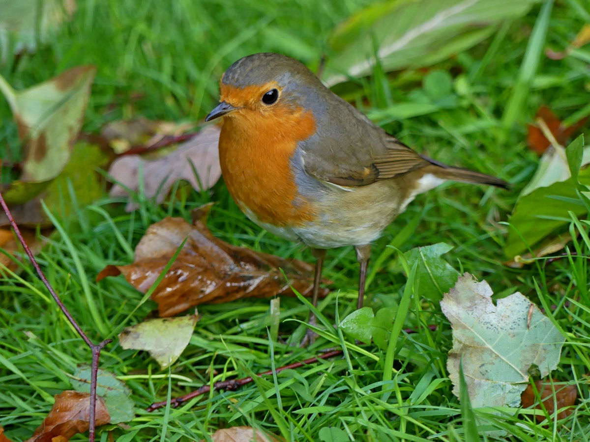 05.11.2020Lumix FZ200.jpg_37.jpg