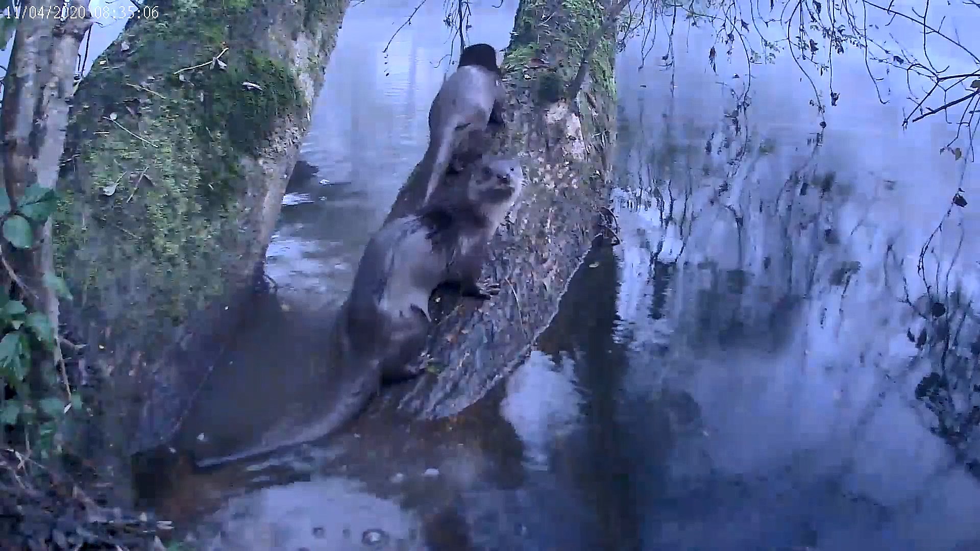 loutres 04 11 2020.jpg