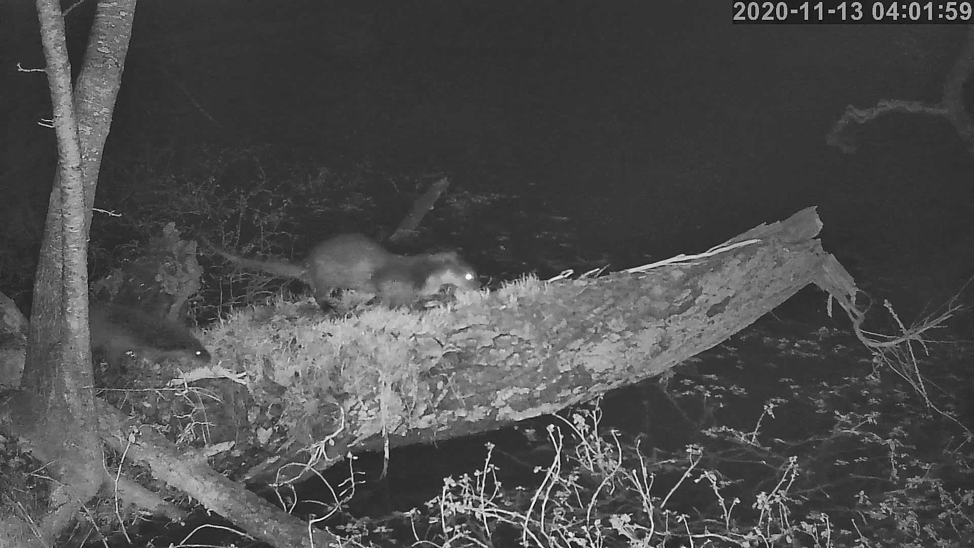 loutres 13 11 2020.jpg