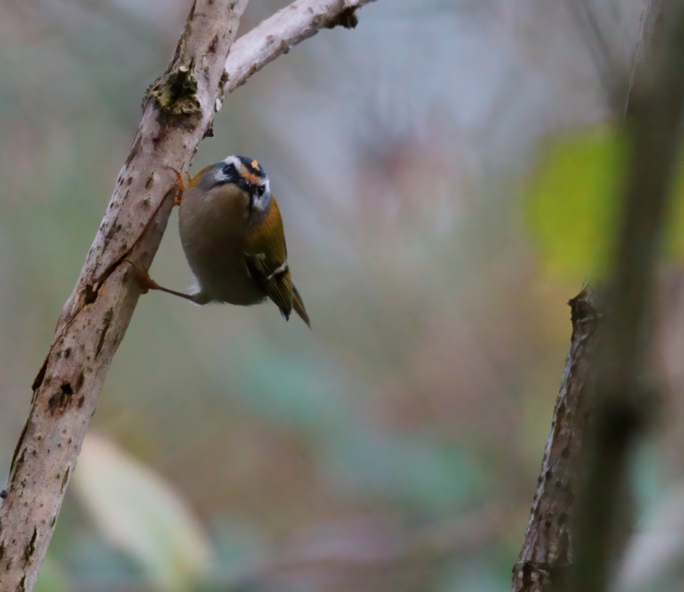 roitelet_triple_bandeau_Pally_15nov2020_hop03.jpg