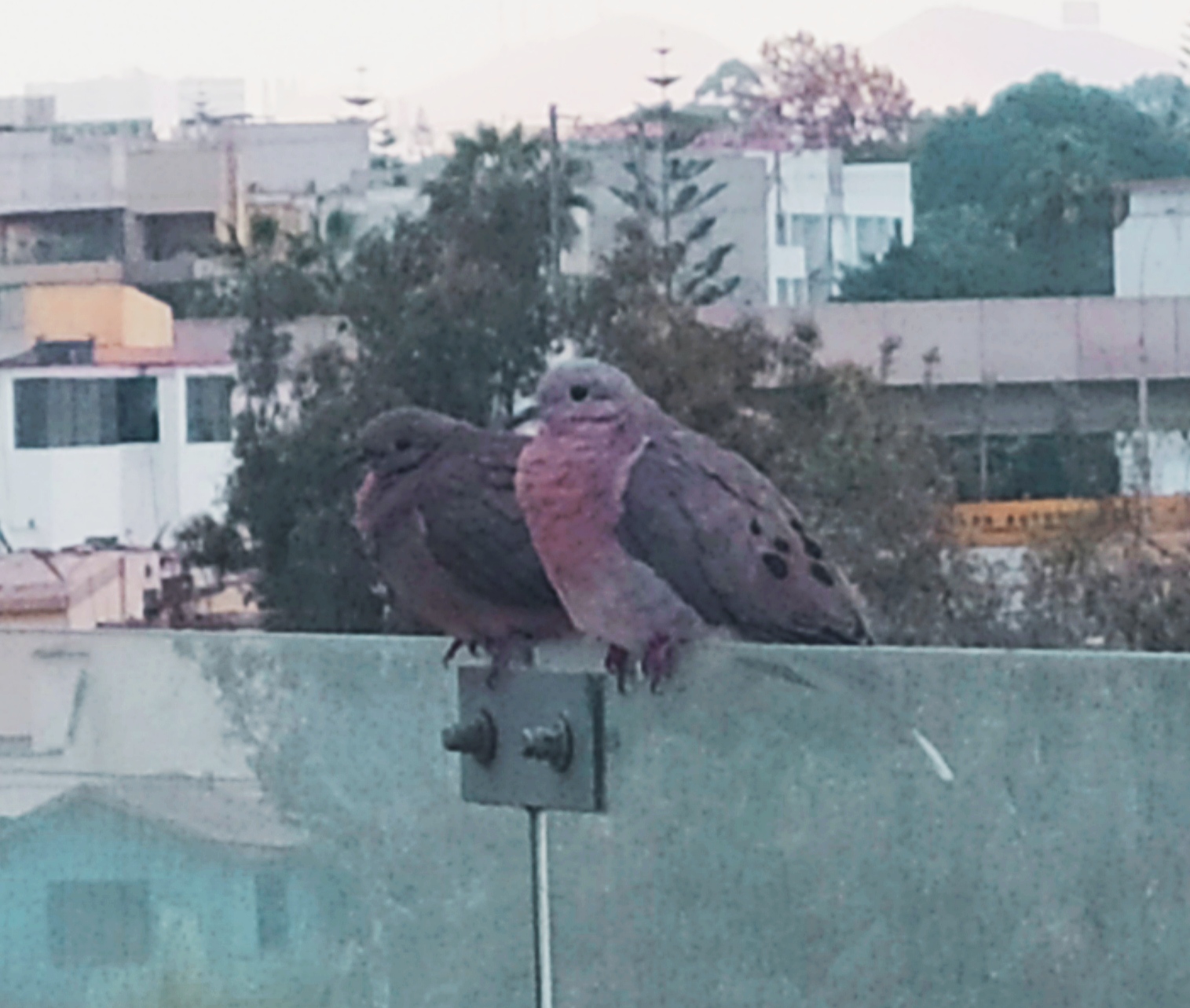 WhatsApp Image 2020-11-22 at 15.47.39 (1).jpeg