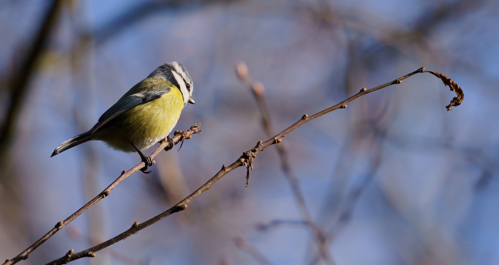 mésange_bleue_Pally_12dec2020.jpg
