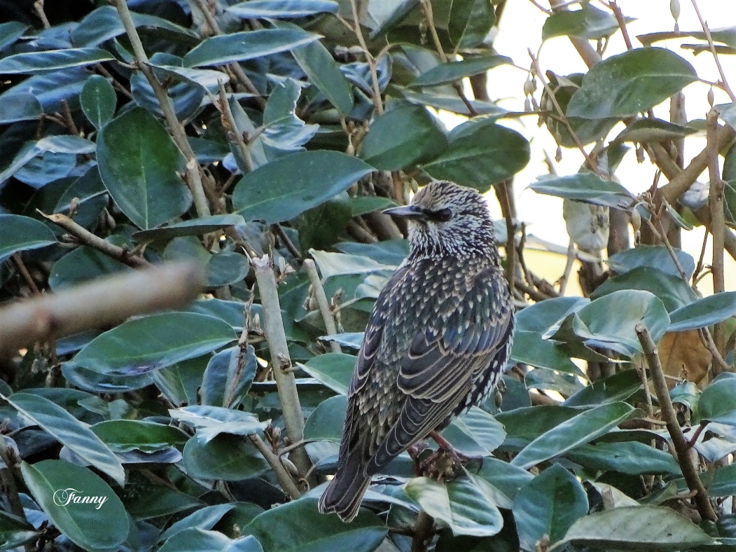 Sansonnet signé decembre 2020.jpg