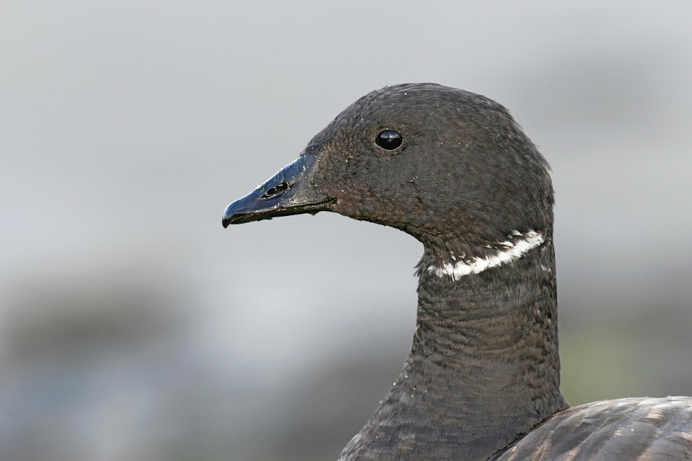 _DSC0221 - Copie.jpg