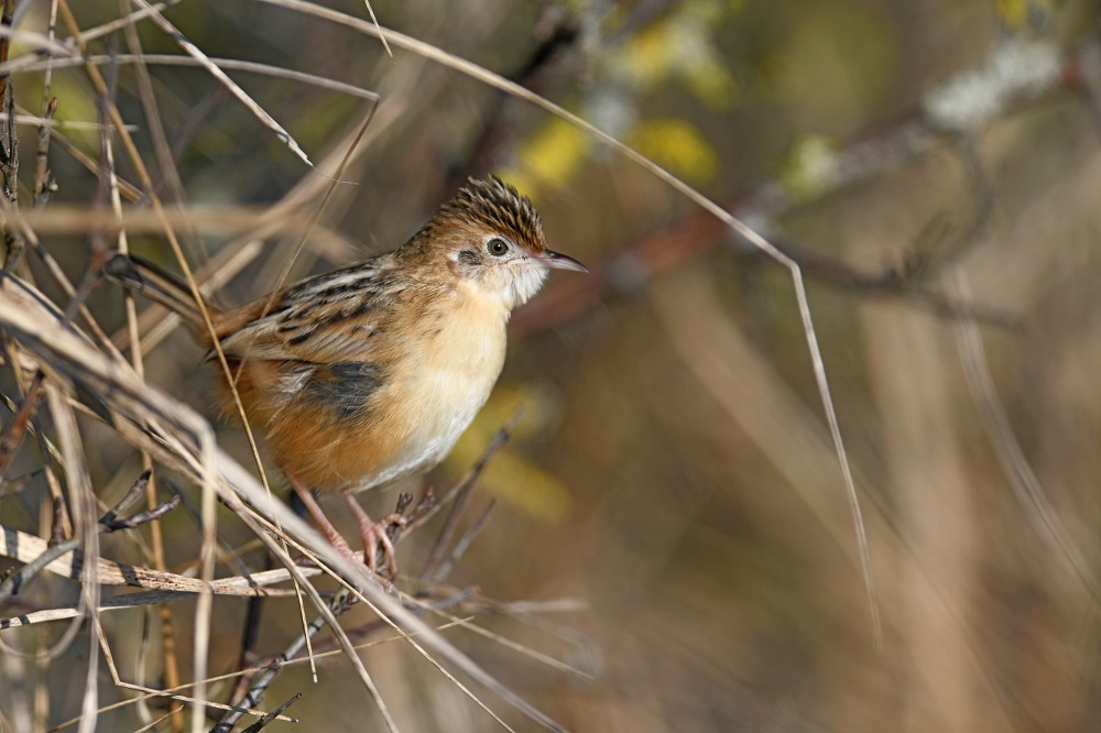 _DSC1661 - Copie.jpg