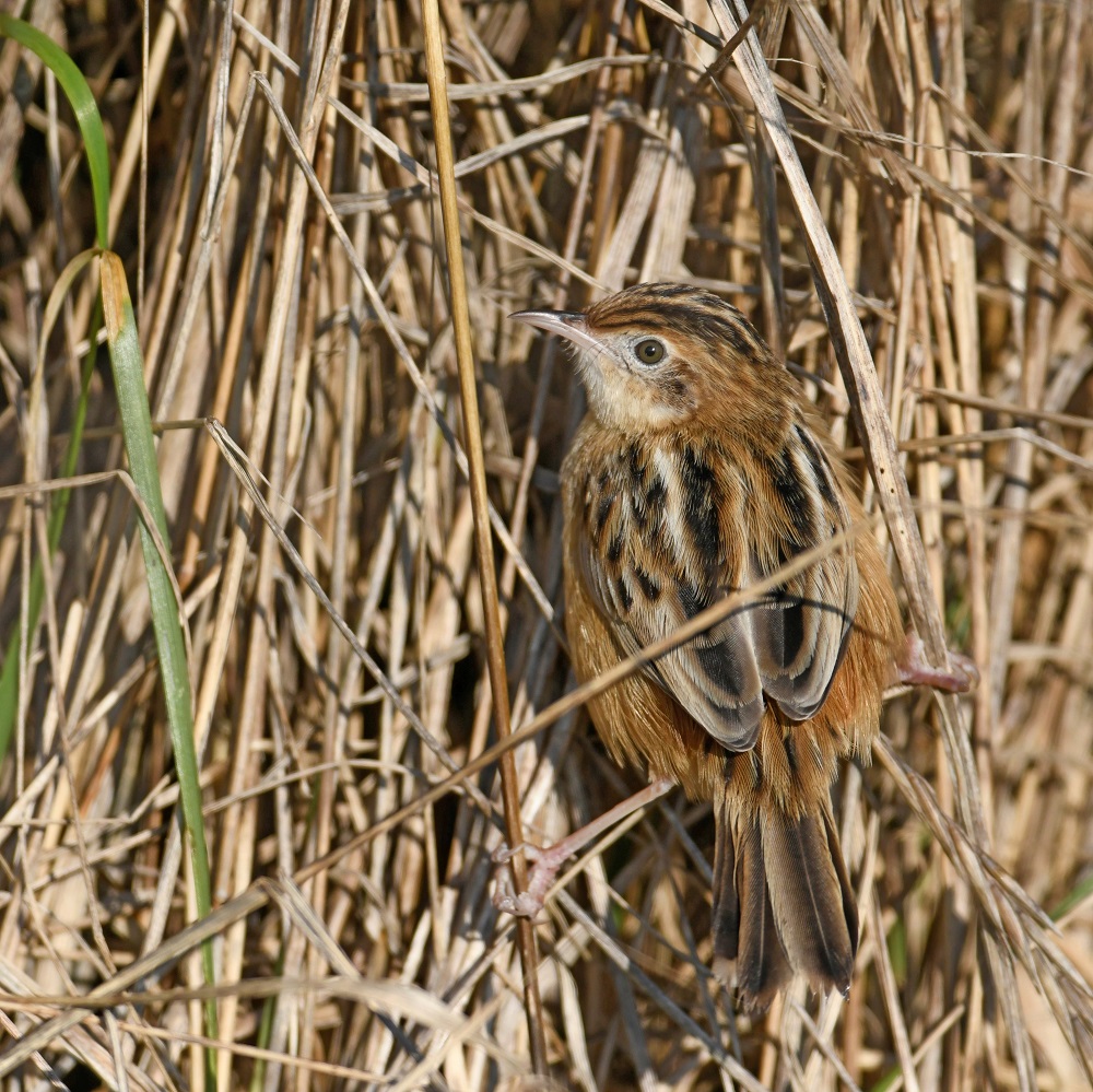 _DSC1619 - Copie.jpg