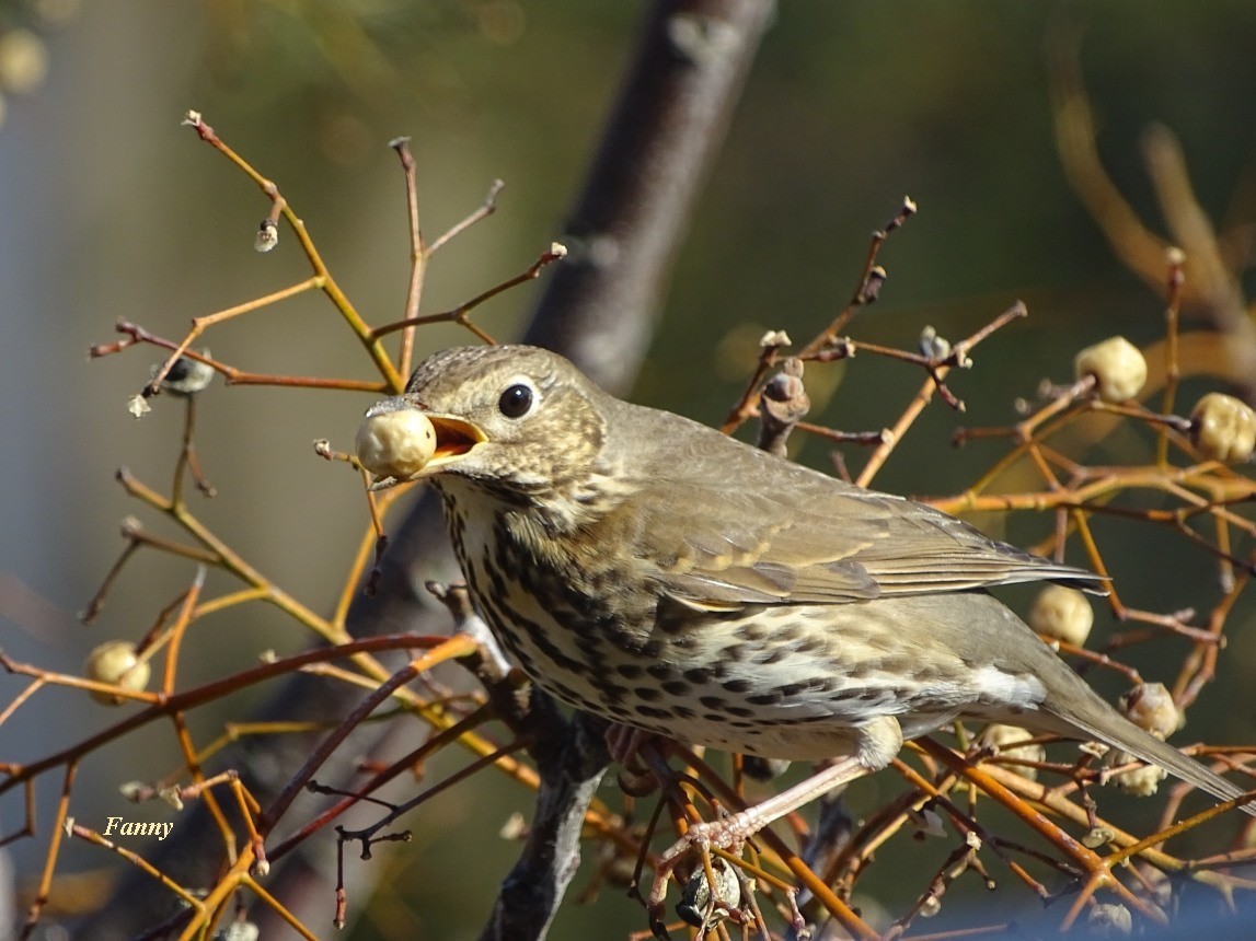 Grive musicienne  signée2 DSC04600.jpg