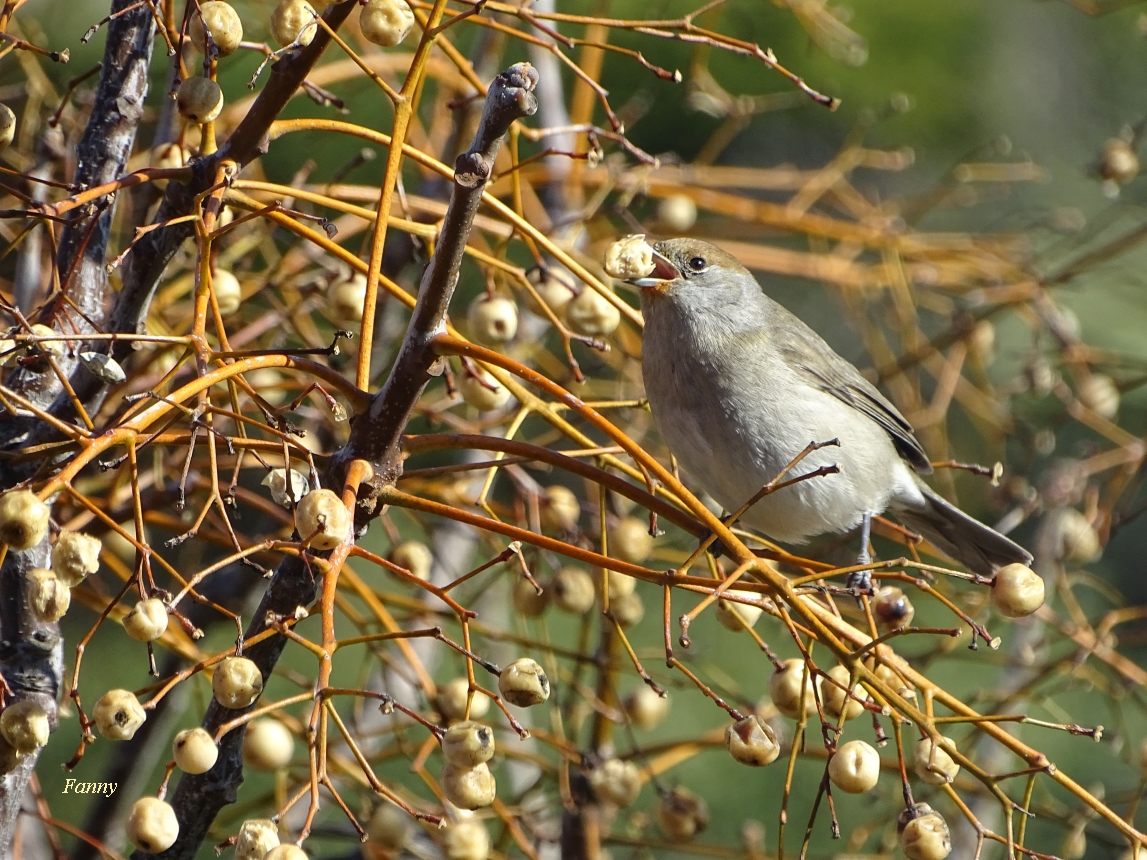 Fauv  signéeTNDSC04585.jpg