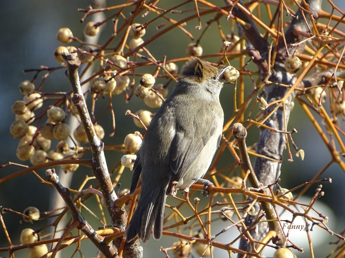 Fauvette  signé TNoireDSC04590.jpg