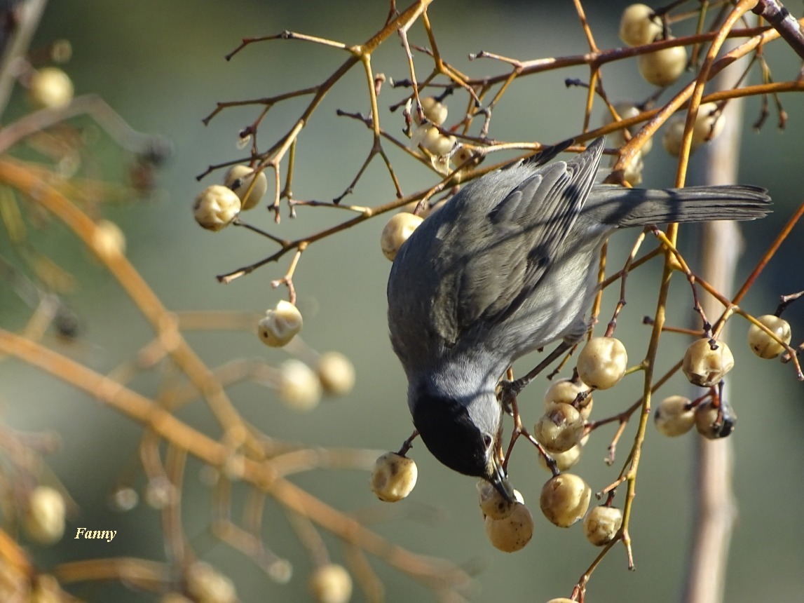 Fauvette 2 signée TN DSC04578.jpg