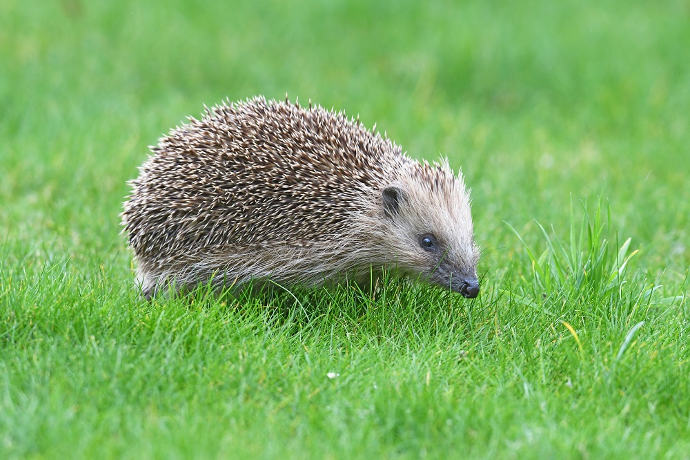 DSC_0589 - Copie.jpg