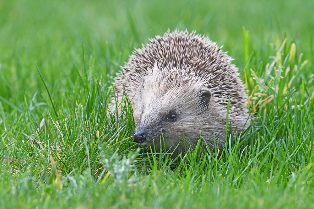 DSC_0631 - Copie.jpg