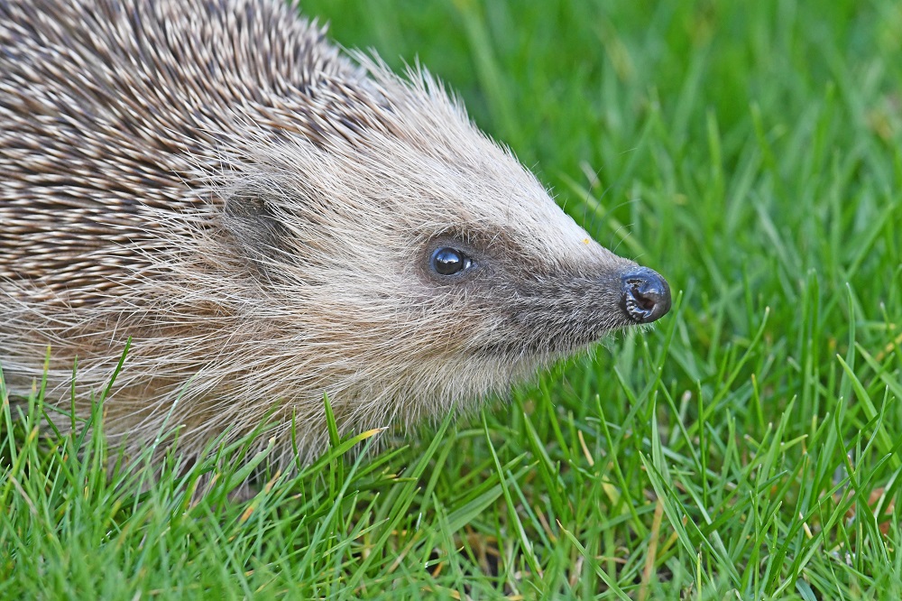 DSC_1275 - Copie.jpg