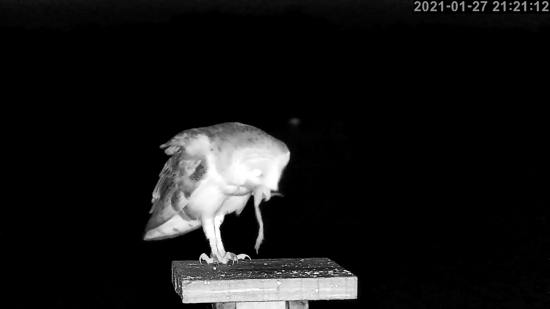 effraie 27 01 2021b.jpg