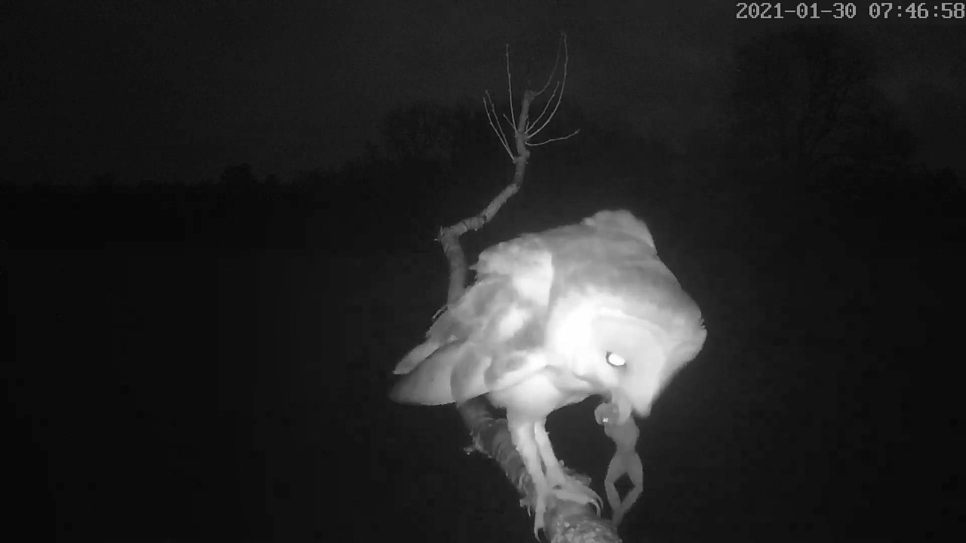 effraie 30 01 2021.jpg