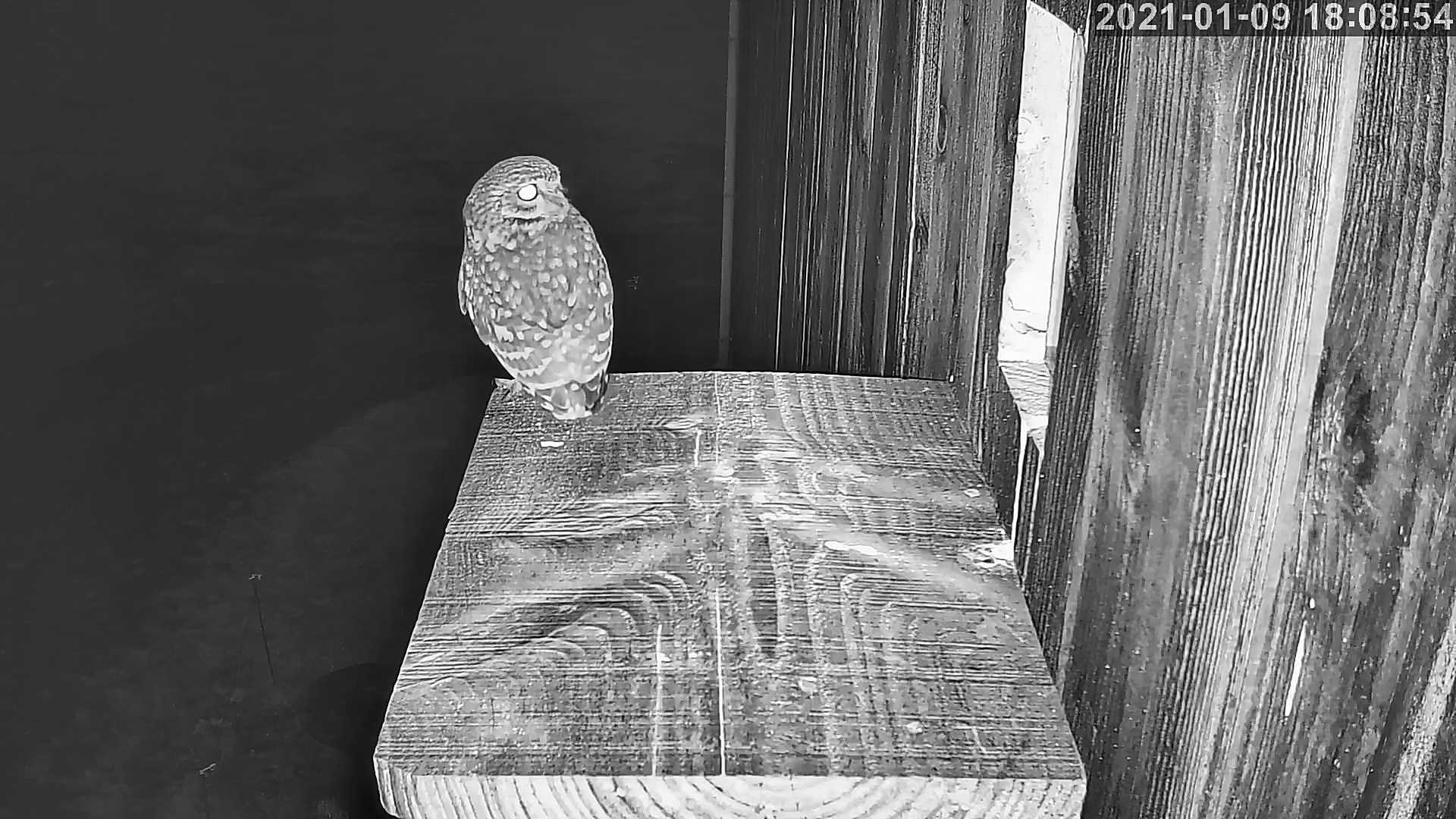 cheveche 09 01 2021.jpg