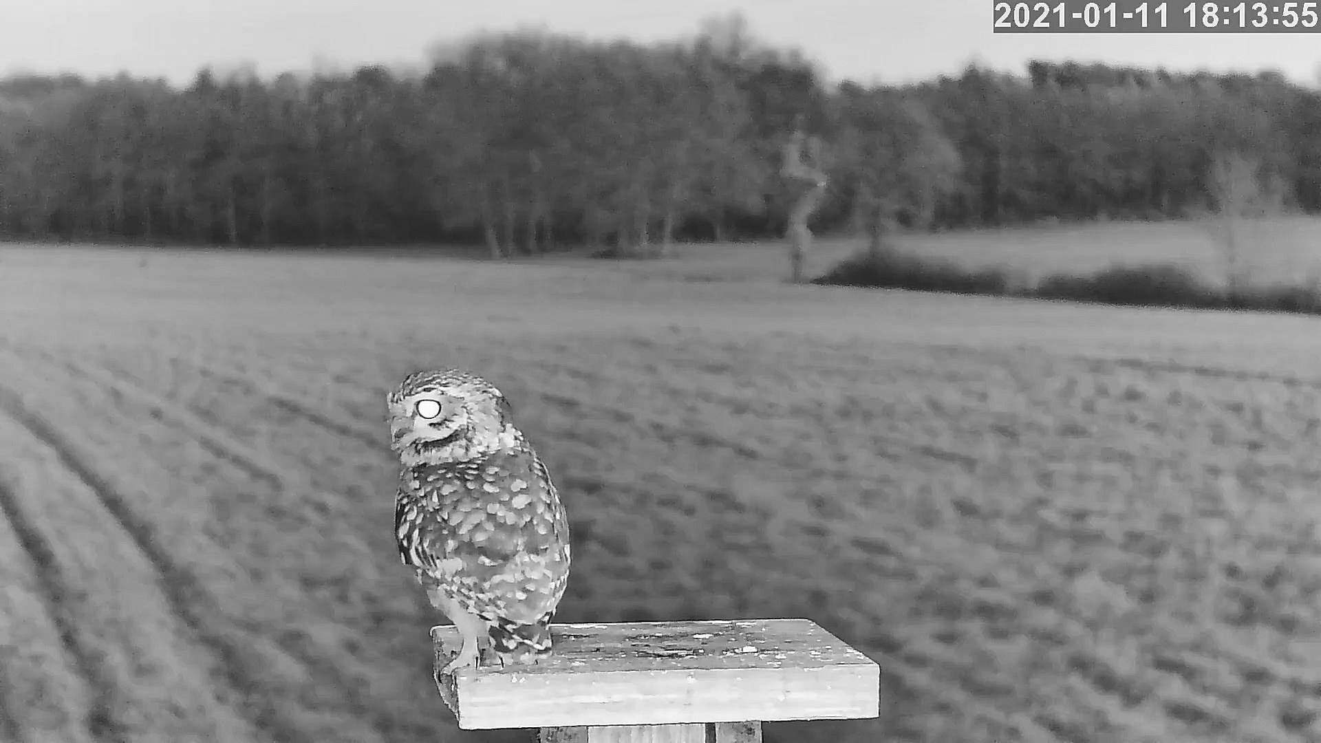 cheveche 11 01 2021.jpg