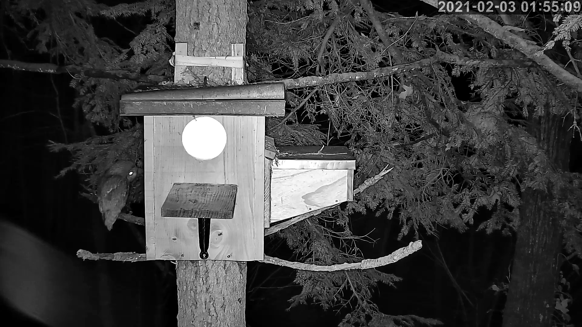 hulotte 03 02 2021.jpg