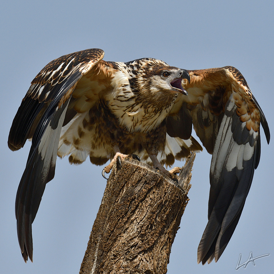 373ka (1011)C 4K.jpg