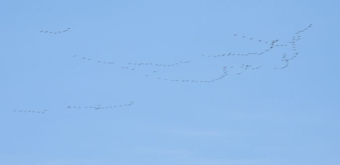 grues2.jpg