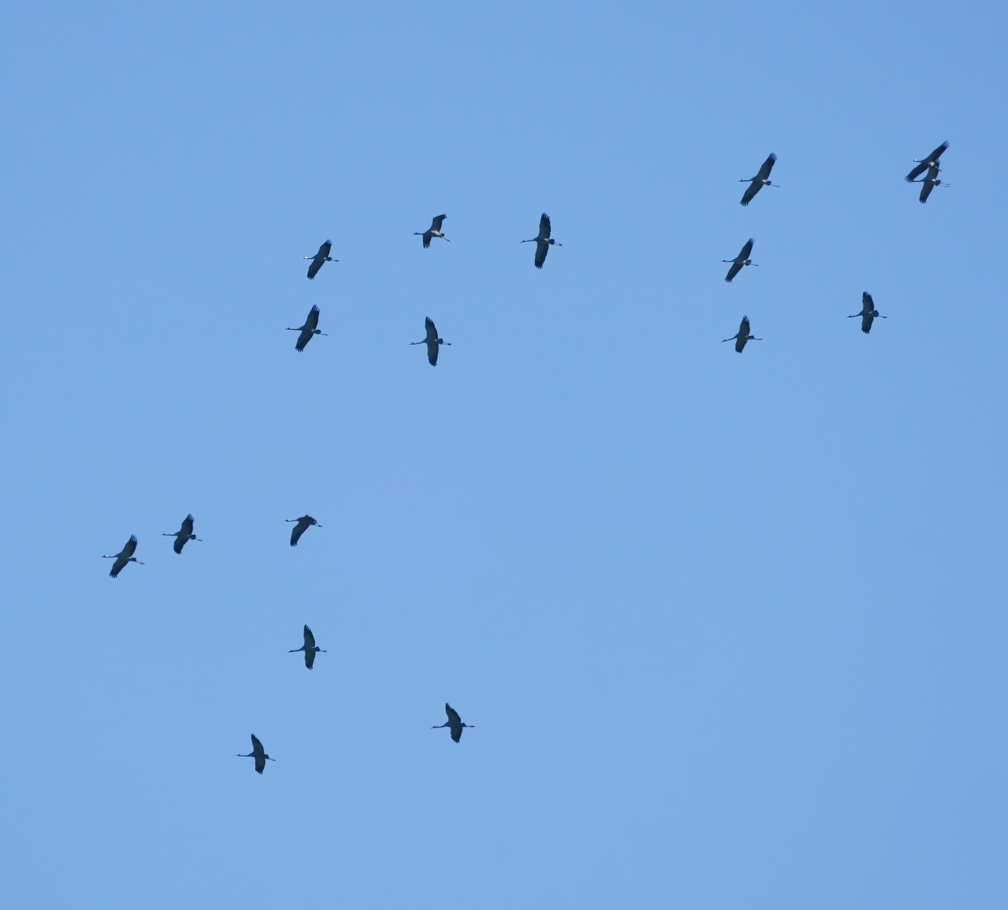 Grue_cendrée_Pally_23Fév2021_groupe_17.jpg