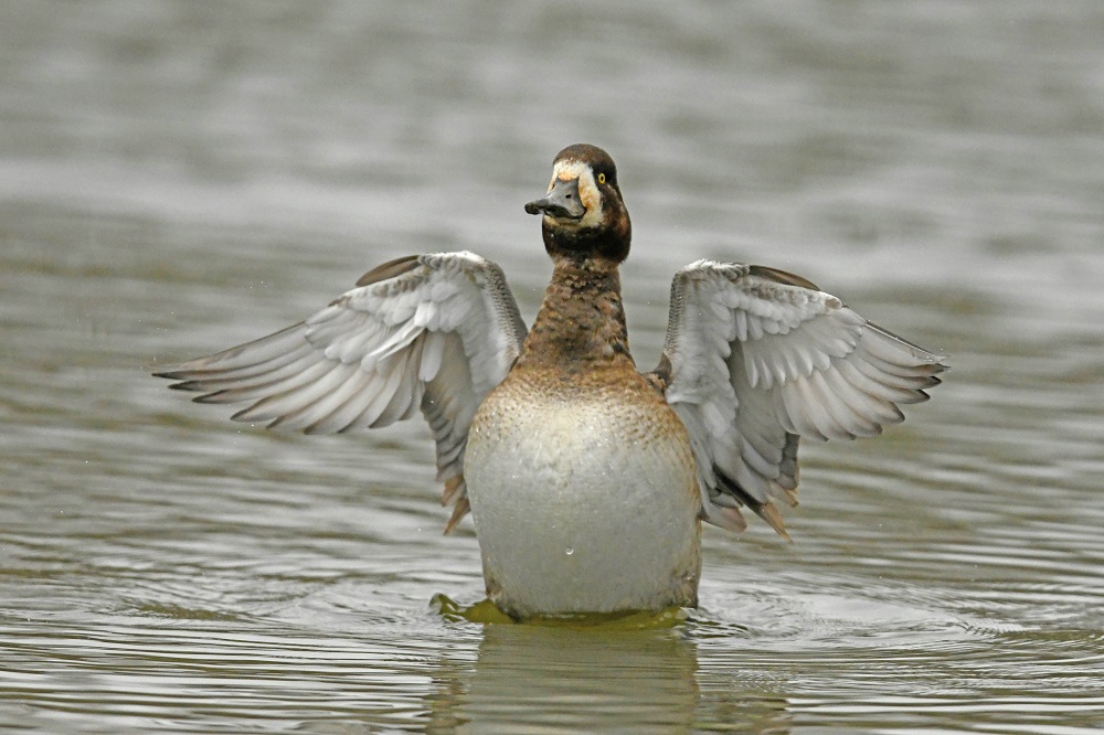 _DSC1112 - Copie.jpg