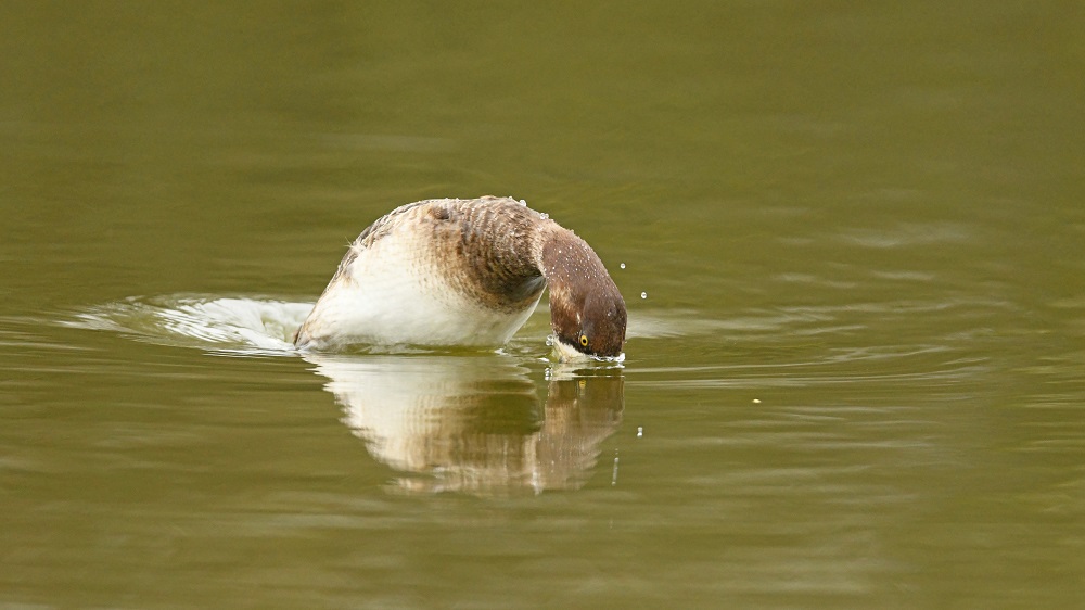 _DSC1158 - Copie.jpg