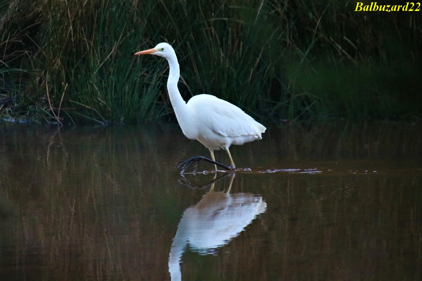 Grande Aigrette (2) - Copie.jpg