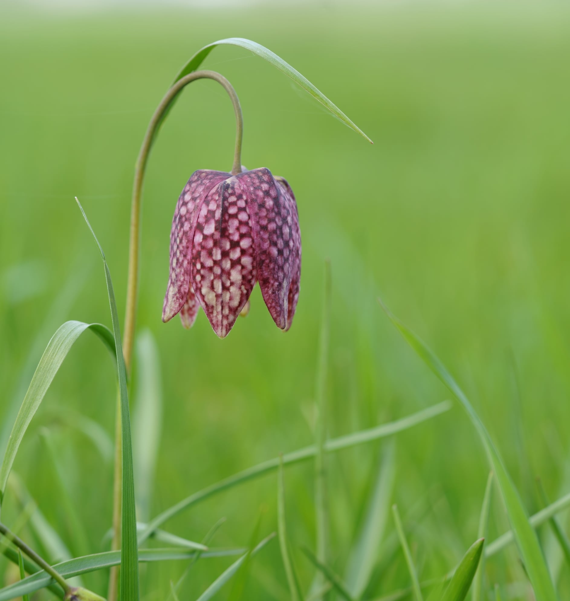 fritillaire_Chantonnay_3Mars2021.jpg