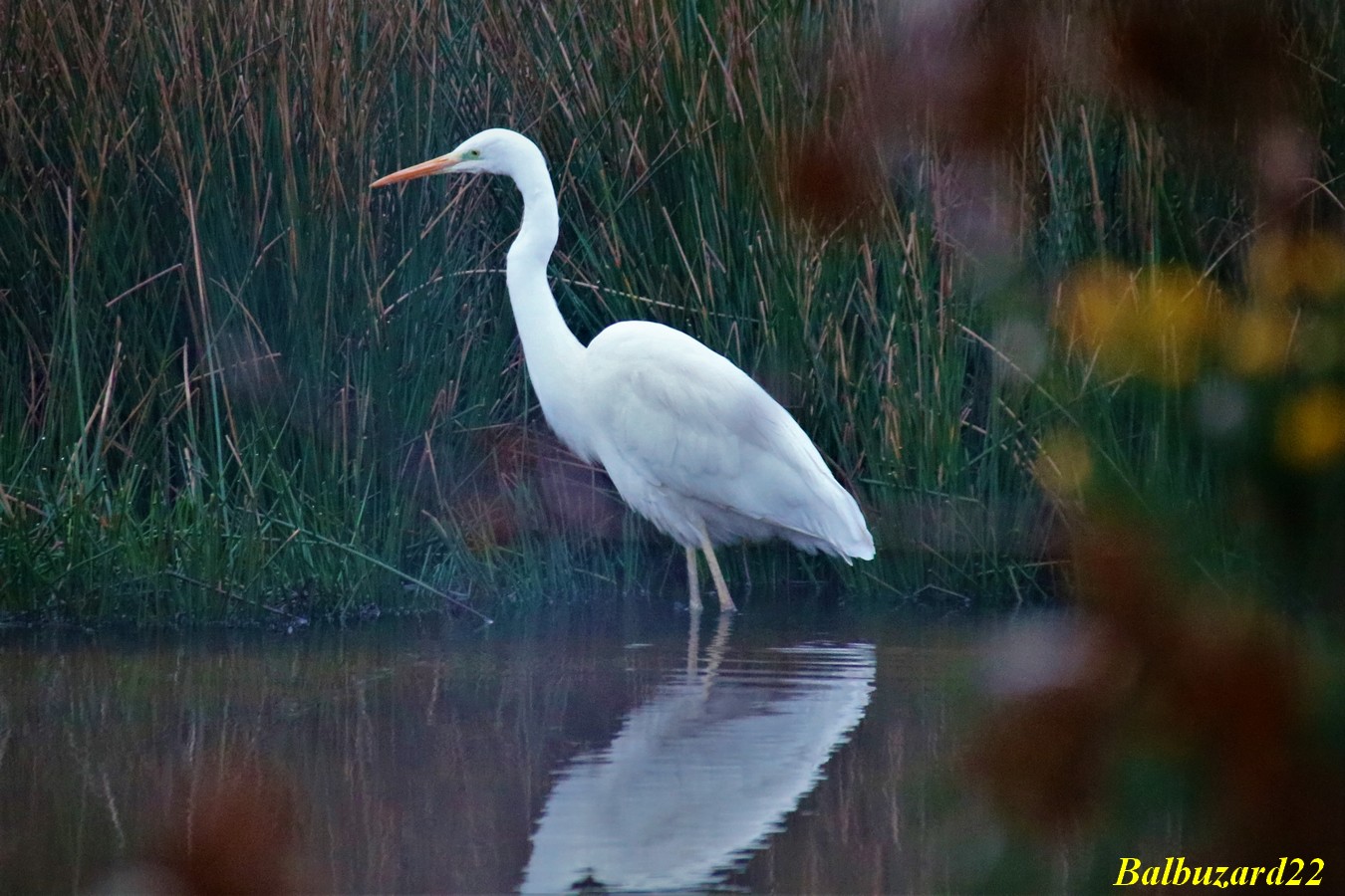 Grande Aigrette - Copie.jpg