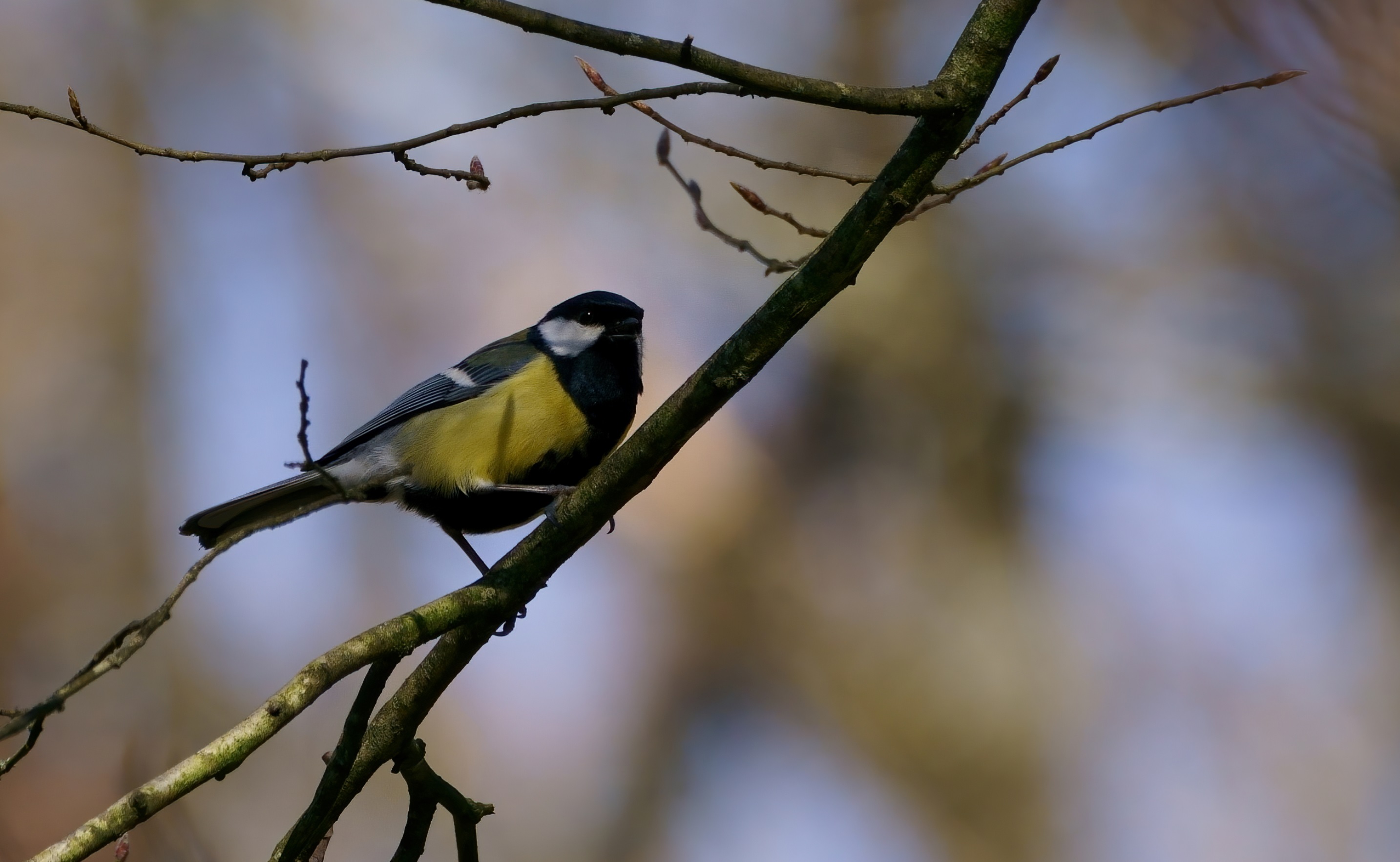 mésange_charbonnière_Pally_26Fev2021.jpg